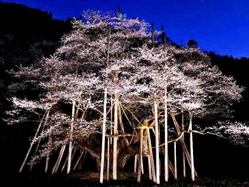 ブランドコンセプト〜桜〜【山形米沢市美容室RADITE/ラディーテ｜極上ヘッドスパ・エステサロン｜美髪・艶髪サロン】