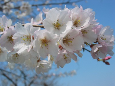 間も無く見納め